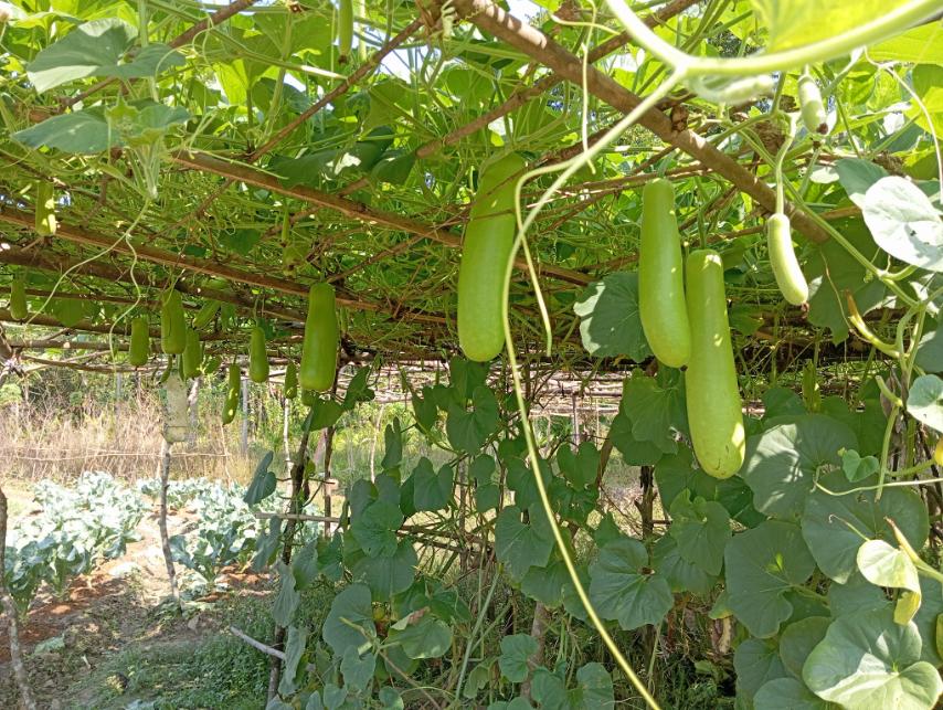 马圭省本漂县区在今年冬季规划种植的蔬菜作物已种280多英亩