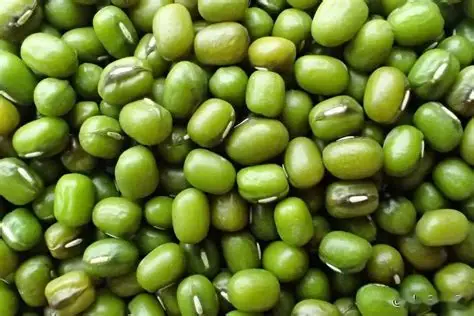 实皆省委勒县区规划种植冬绿豆2千多英亩已种植1千多英亩