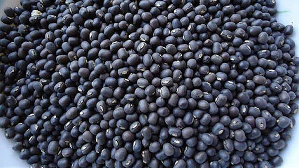 伊洛瓦底省甘基道县区今年冬季规划种植黑麦豆2.5万多英亩