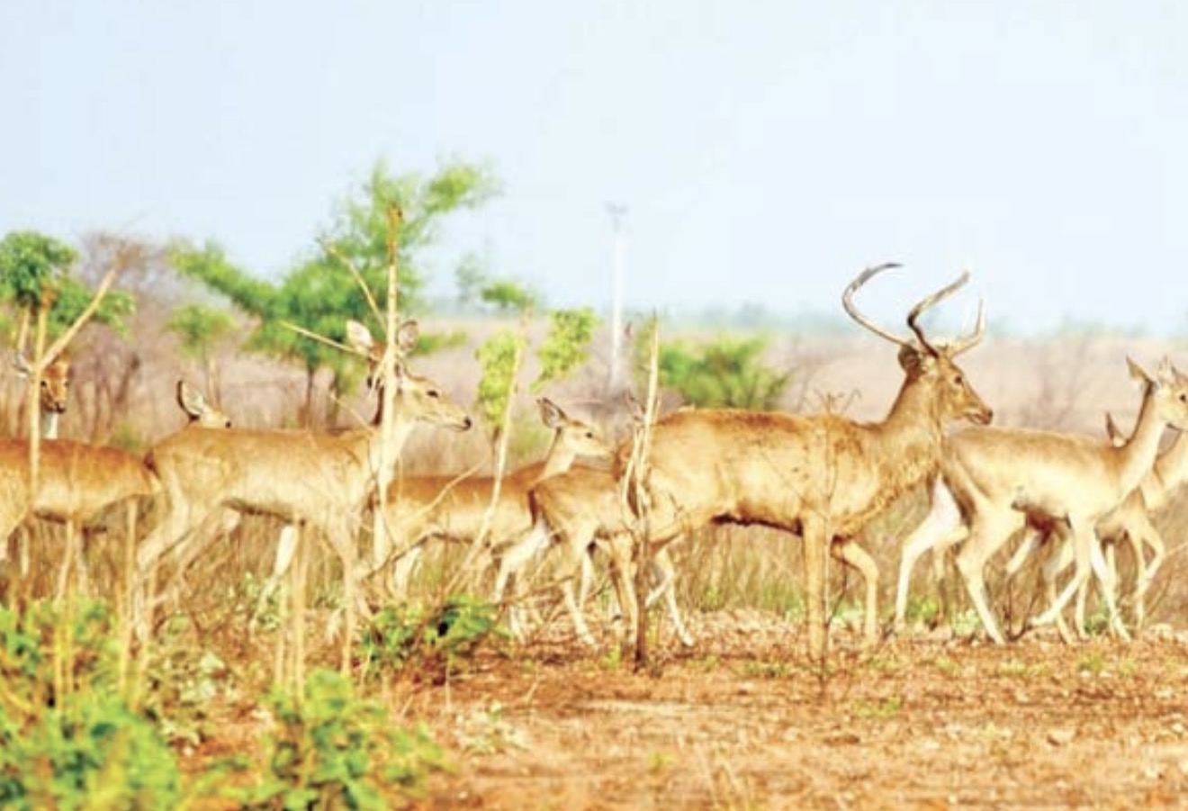 马圭省内瑞射陶野生动物保护林中维护圈养的珍稀生物金鹿