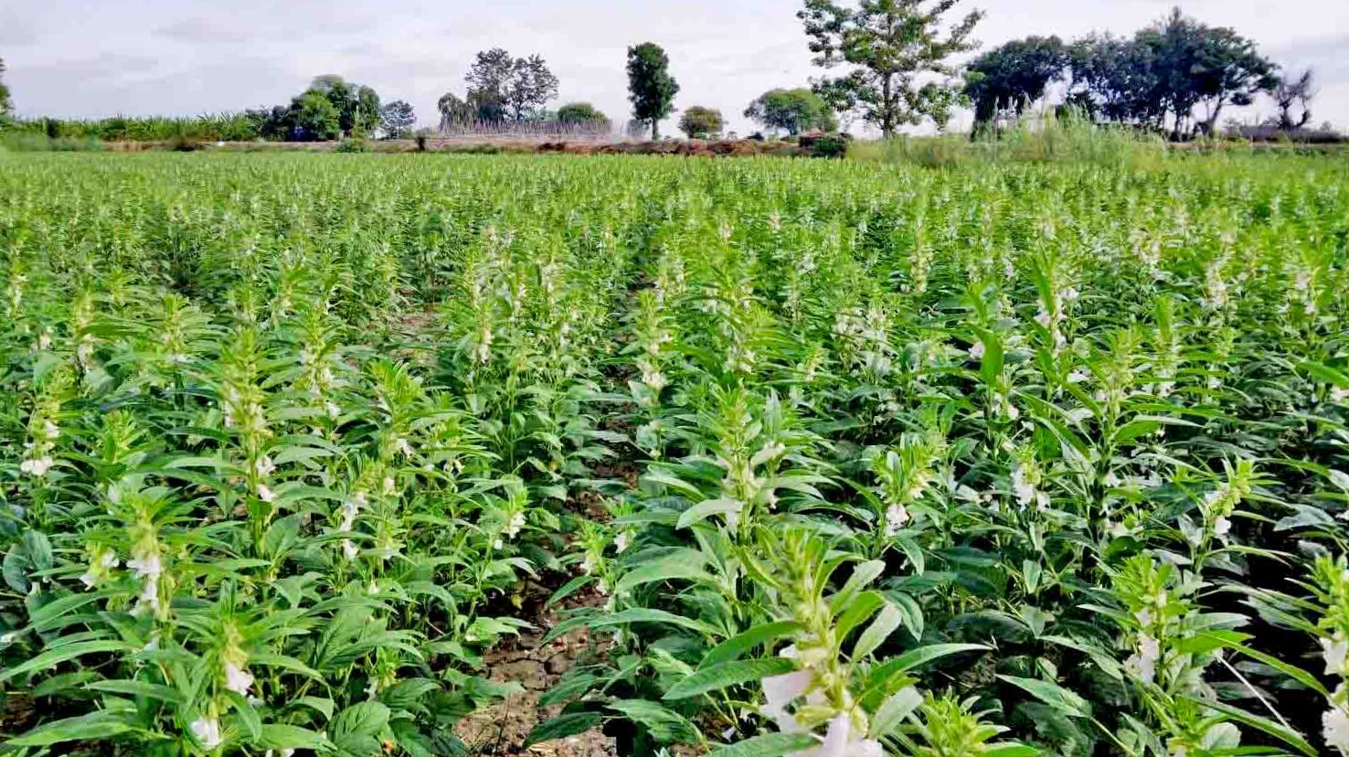 实皆省蒙育瓦县区今年冬季已种植冬芝麻作物12,573英亩