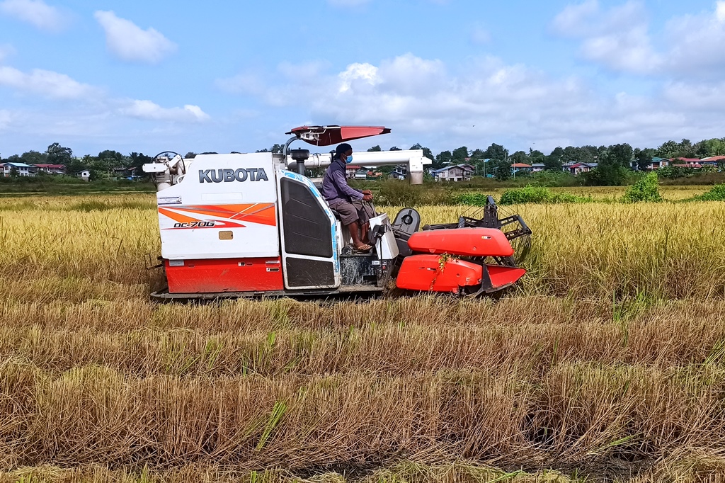 极南端德林达依省种植的雨季稻已有10万多英亩完成收割工作