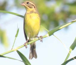 伊洛瓦底省瓦溪码县区钟卡平—德色飞禽保护区鸟类统计维护工作     