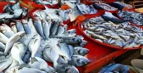 仰光金紫檀鱼市场还能向国外出口一些淡水鱼产品