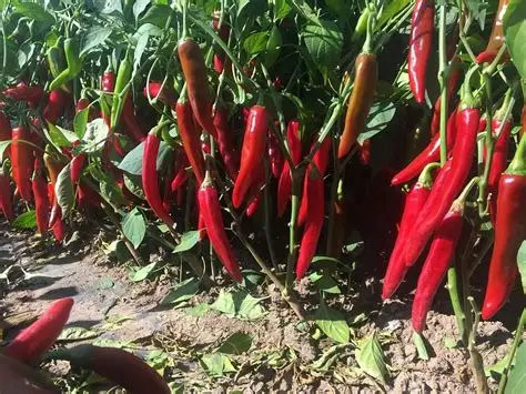 实皆省实皆专区在今年的冬季已种植辣椒作物1千多英亩