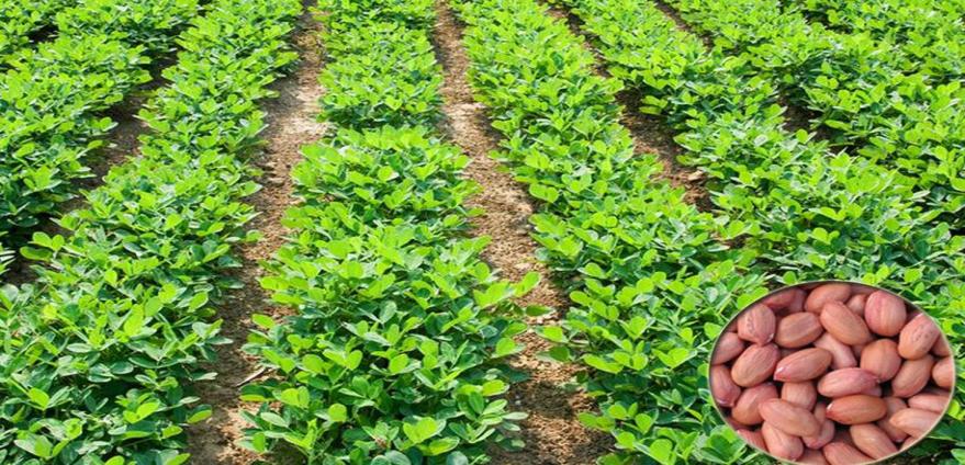 实皆省茵马宾专区规划种植冬花生3.2万多英亩已种近4千英亩