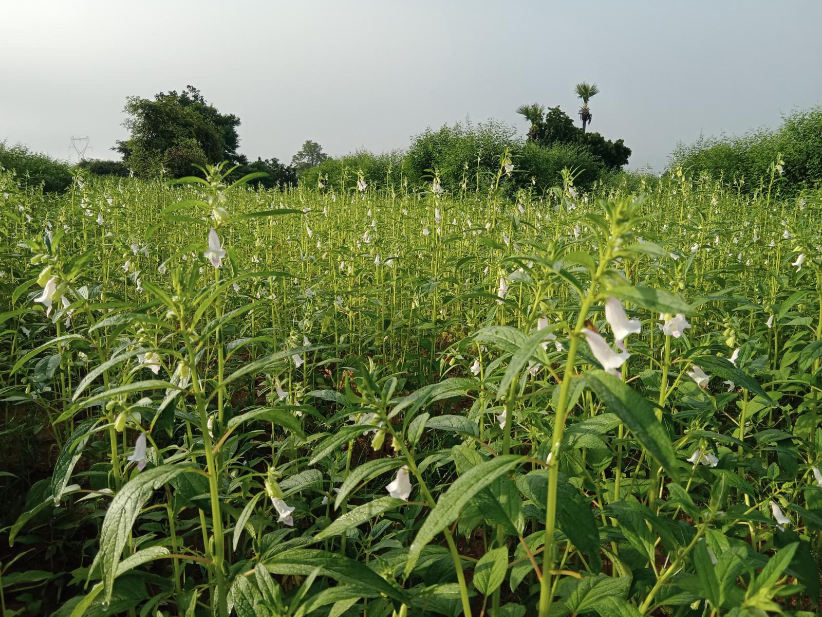实皆省钦乌县区规划种植冬芝麻1.2万多英亩已种1.3万多英亩