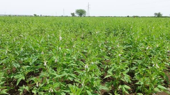 克伦邦现财年冬季规划种植各种油料作物近77,000英亩