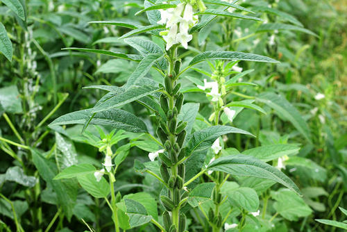 马圭省本漂县区冬季种植的冬芝麻已完成1.1万多英亩的采收工作