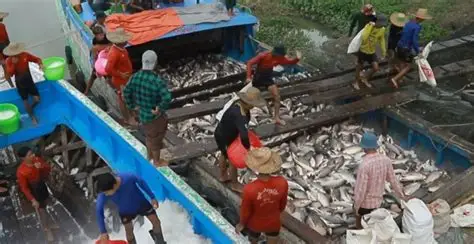 现财政年度9个月缅甸向国外出口各种鱼类20多万公吨