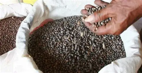 实皆省瑞帽专区完成现财年雨季1千多英亩黑麦豆的采收工作