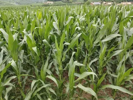 实皆省格礼瓦县区雨季期间种植了雨玉米玉蜀黍作物2千多英亩