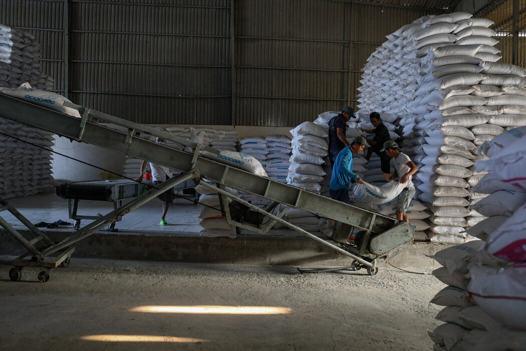 伊洛瓦底省博加礼县区向仰光市输送出大量的“伊拉明”品种大米