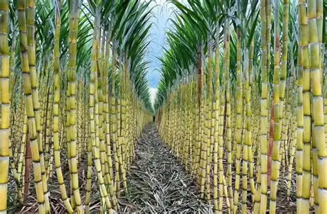 为开发出甘蔗作物新良种品种正采用Tissue组织培育法进行培育