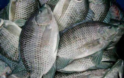 伊洛瓦底省瓦溪码县区向仰光市输送出大量的罗非鱼