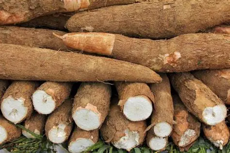 伊洛瓦底省邦达诺县区当地市场上木薯需求量大正在畅销之中