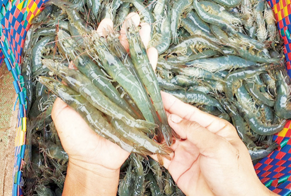 伊洛瓦底省毛淡棉遵县区1月份期间向仰光输出了大量的虾类