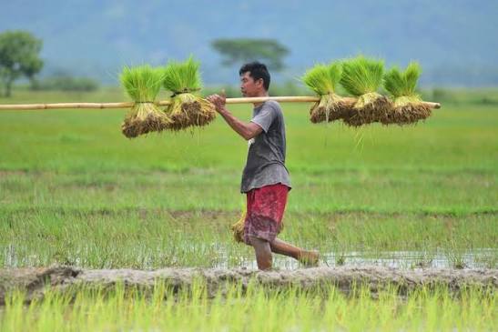 伊洛瓦底省额布都县区现财年规划种植夏季稻8千多英亩