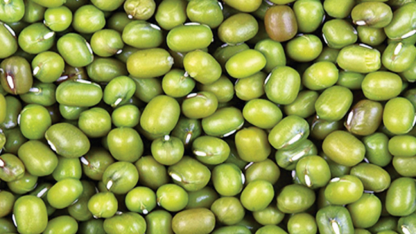 仰光省宋割县区冬绿豆已开始上市进入豆类市场