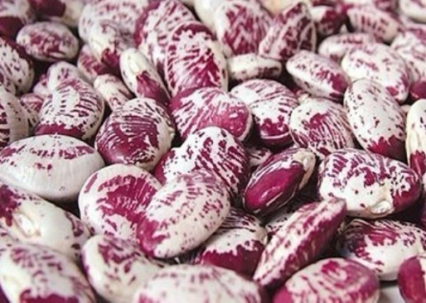 实皆省达木专区冬季种植了肾豆4,850英亩已超过规划面积