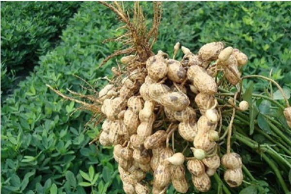 马圭省本漂县区冬季种植3千多英亩花生已有1千多英亩完成采收