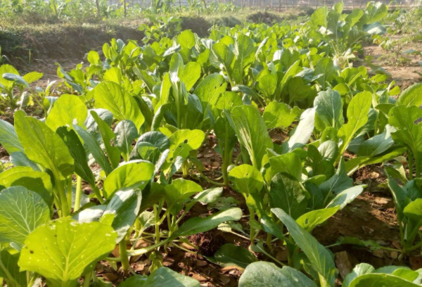 实皆省钦乌县区现财年冬季规划种植的蔬菜作物已超过规划面积