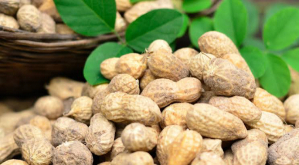 实皆省杰沙县冬季规划种植冬花生1.7万多英亩已种1.8万多英亩