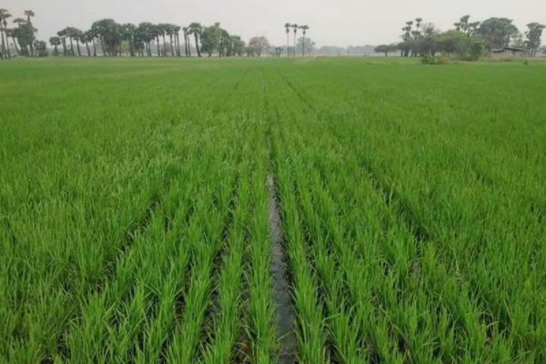 勃固省达耶瓦底县区利用渠堰之水规划种植夏季稻4万多英亩