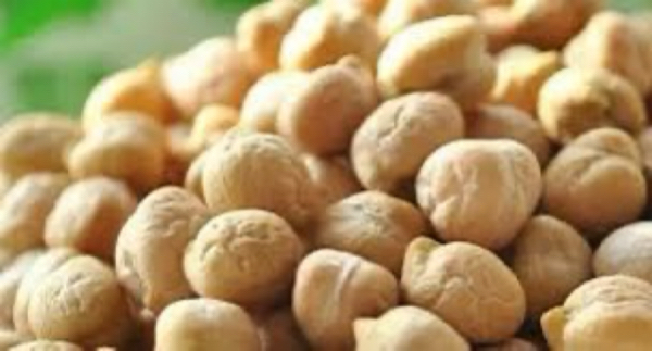 马圭省额别县区冬季种植的鹰嘴豆作物已在进行采收工作