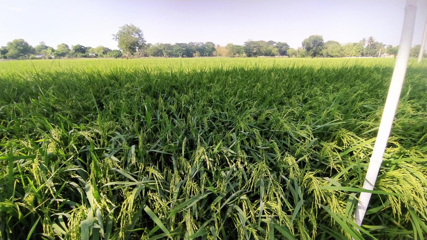 缅甸稻种实现100%自足 今年将协调恢复对外出口