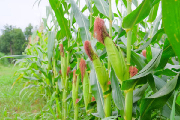 马圭省本漂县区现财年种植的冬作物已有2.4万多英亩完成采收