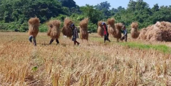 伊洛瓦底省达榜县区今年种植雨季稻已有3.7万多英亩完成收割