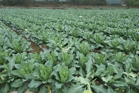 实皆省抛平县区规划种植的冬蔬菜已种3,700多英亩