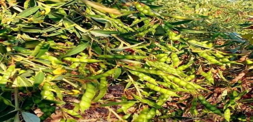 实皆省布达林县区种植木豆3万多英亩已采收2万多英亩