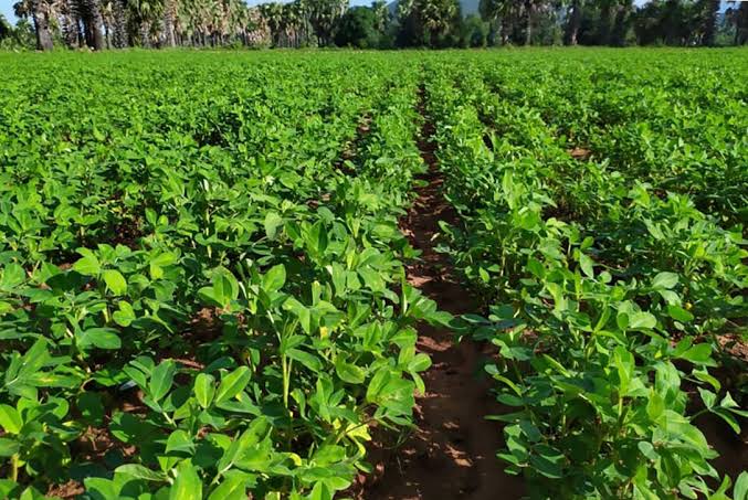 实皆省迪姜县区现财年冬季种植的冬花生作物已超过规划面积