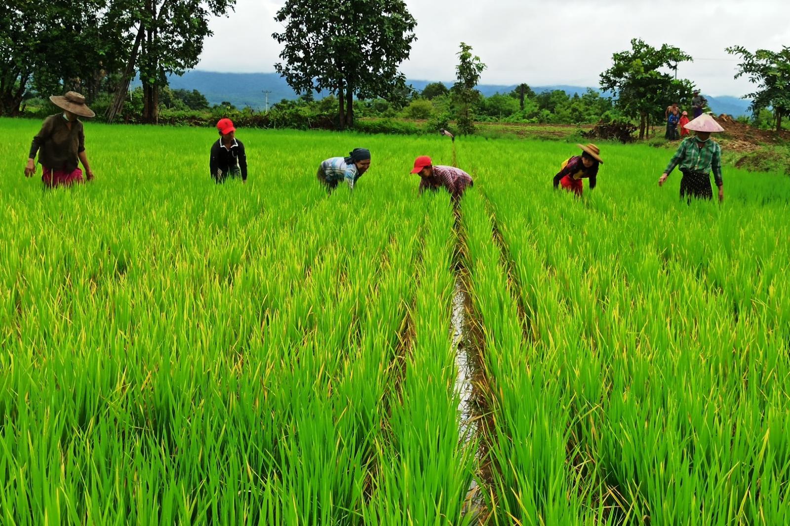 伊洛瓦底省兴实塔县区向仰光大都市输出了大量的昂乃多品种稻谷