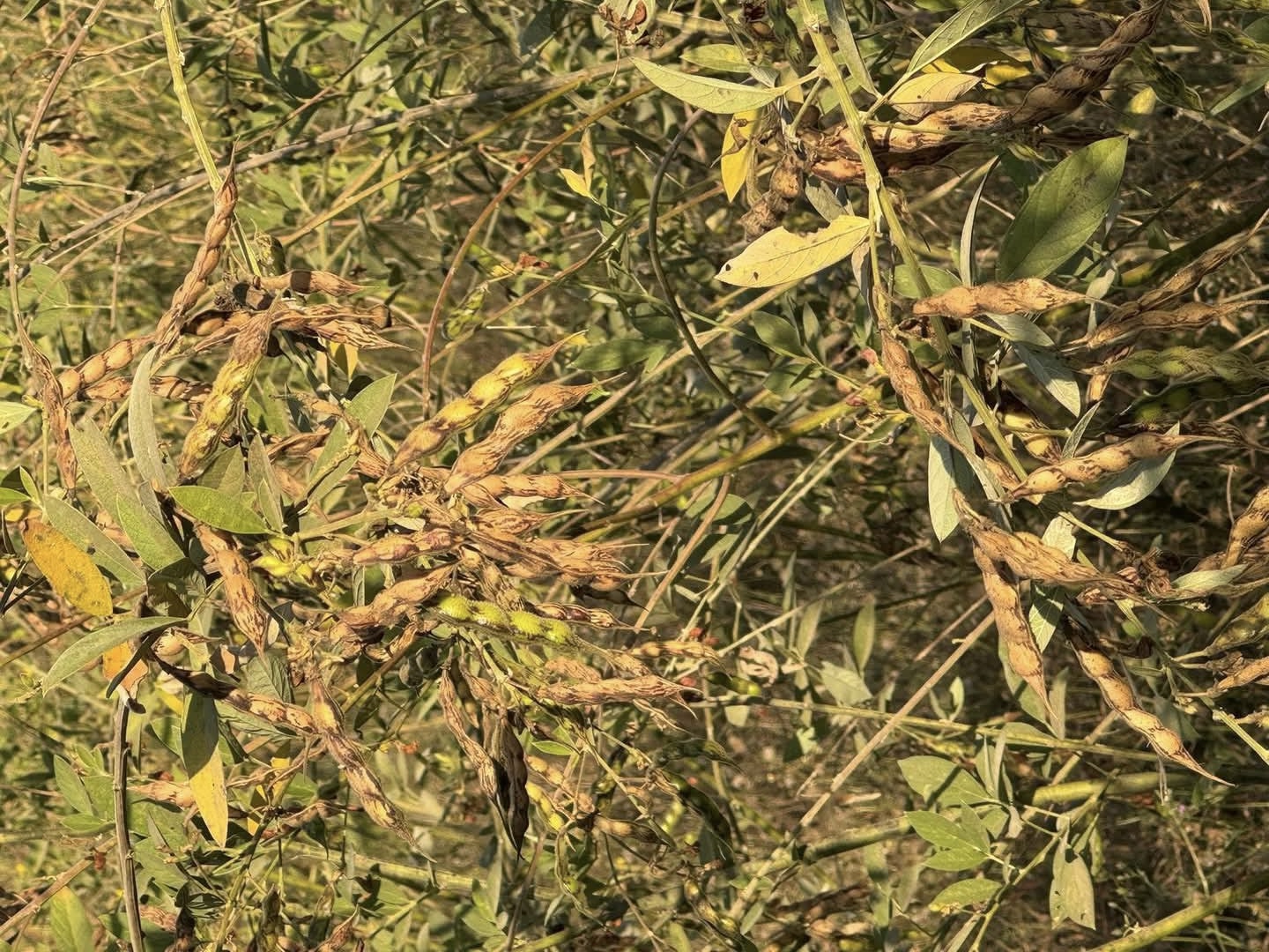 实皆省德拜茵县区现财年种植的木豆已全部完成采收工作