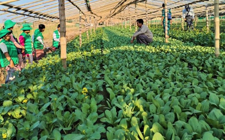 实皆省格礼瓦县区现财年种植的冬蔬菜已超过规划面积