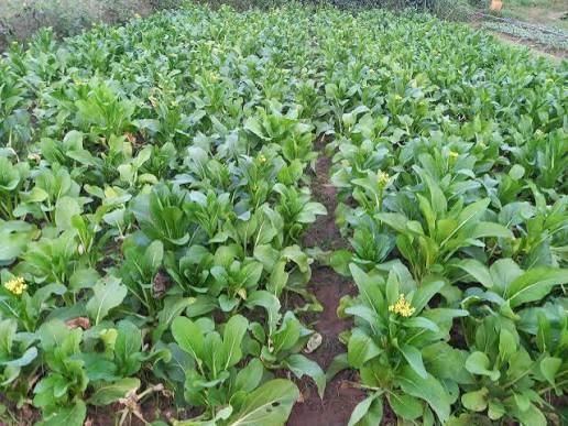 实皆省杰沙专区冬季种植的冬蔬菜作物已超过规划面积