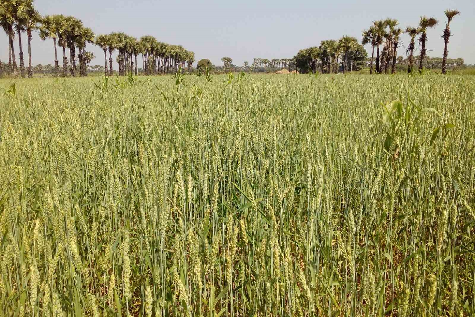 实皆省钦乌县区现财年规划种植冬小麦2千多英亩已种1千多英亩