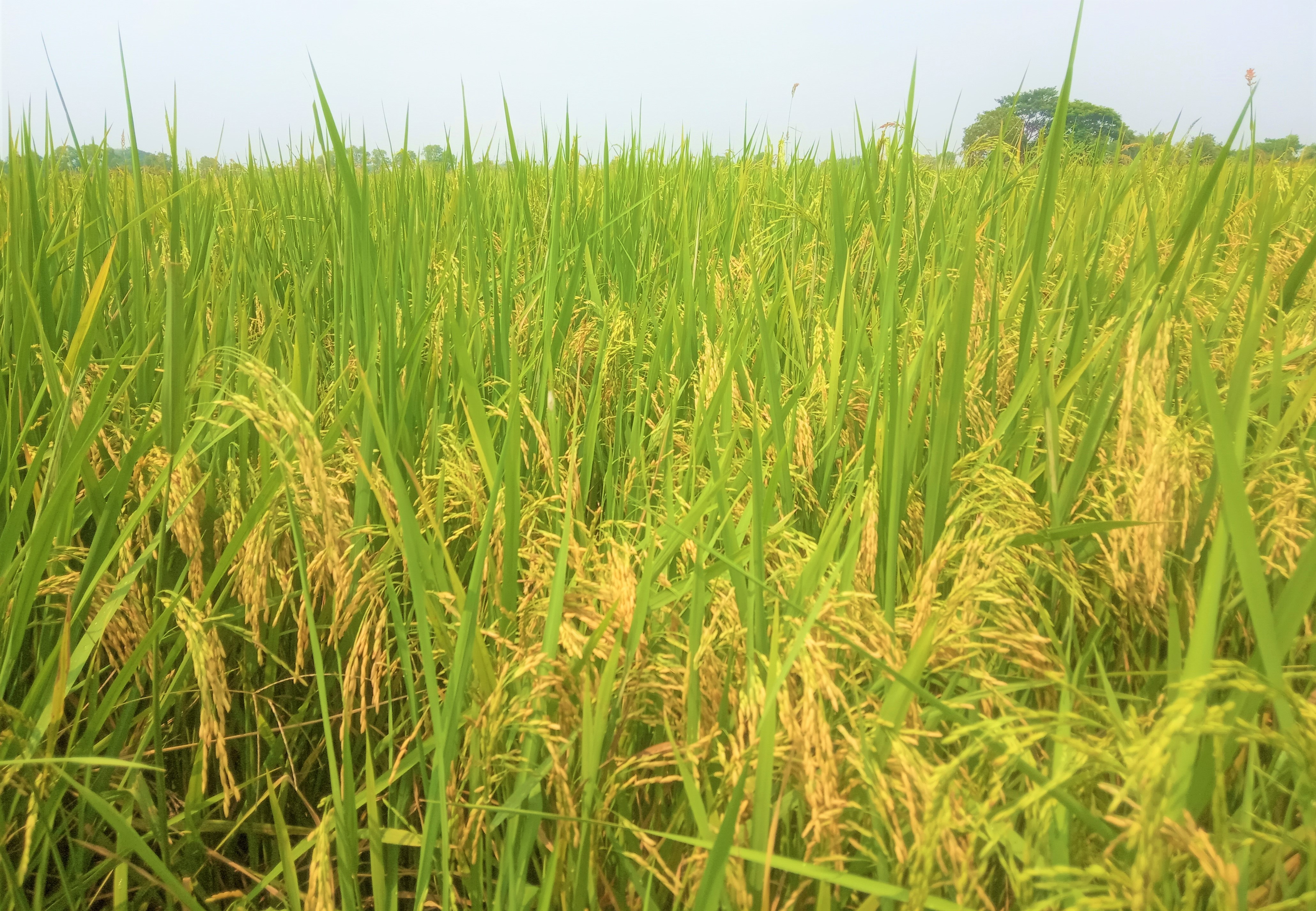 孟邦榜县已完成2.3万多英亩夏季稻的种植工作