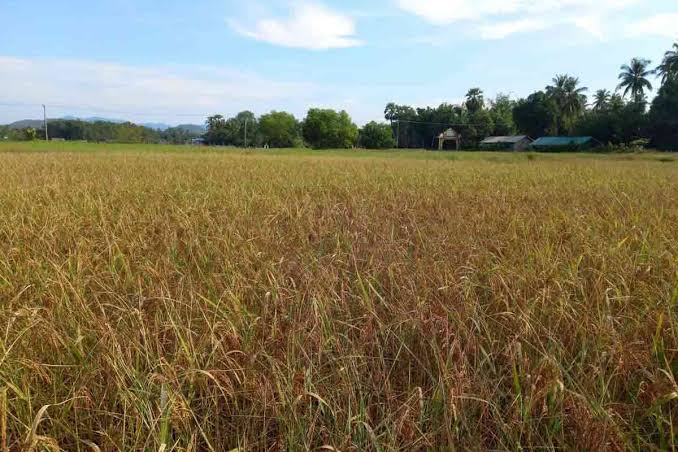 伊洛瓦底省勃生县区已完成全部雨季稻9万多英亩的收割工作