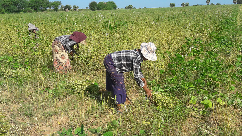 实皆省迪姜县区现财年冬季种植的8千多英亩冬芝麻已完成采收