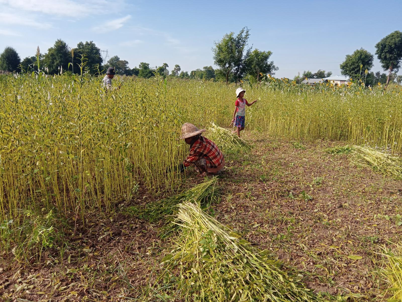 实皆省瑞帽专区皎苗分县区种植的冬芝麻1.3万多英亩已完成采收