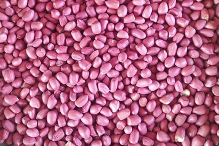 伊洛瓦底省达榜县区已完成冬作物冬花生1千多英亩的采收工作