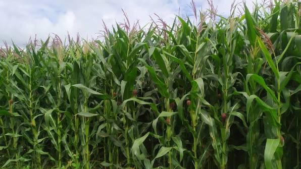 实皆省抛平县区现财年冬季种植了玉米玉蜀黍5,400多英亩