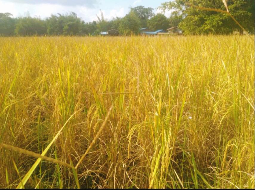 实皆省蒙育瓦县区已完成现财年雨季稻全部的收割工作