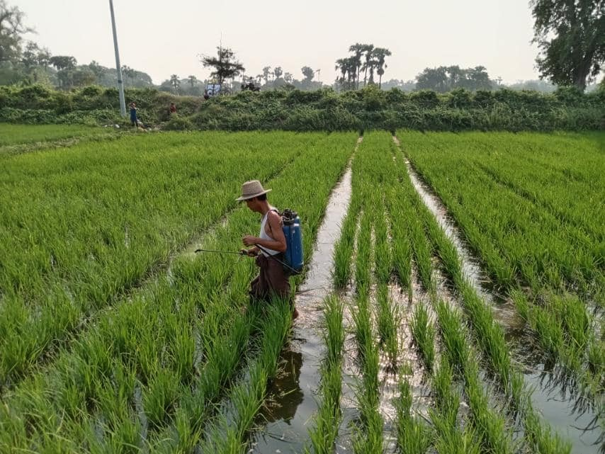 勃固省达耶瓦底县区完成了夏季稻4.5万多英亩的种植工作