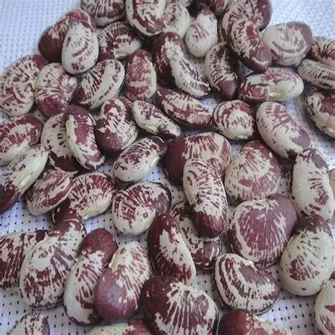 因国内国外市场上需求量大曼德勒市豆类市场上肾豆交易十分热络