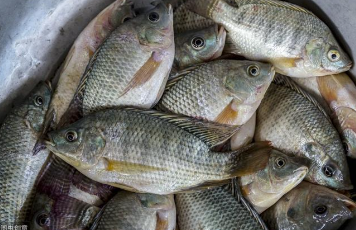伊洛瓦底省棉昂县区出产的罗非鱼需求量大在市场上热销